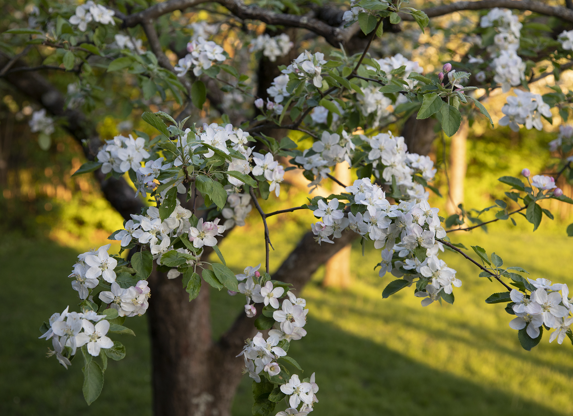 The Apple Trees of Aspet: Saint-Gaudens’s Orchard in Cornish, New Hampshire