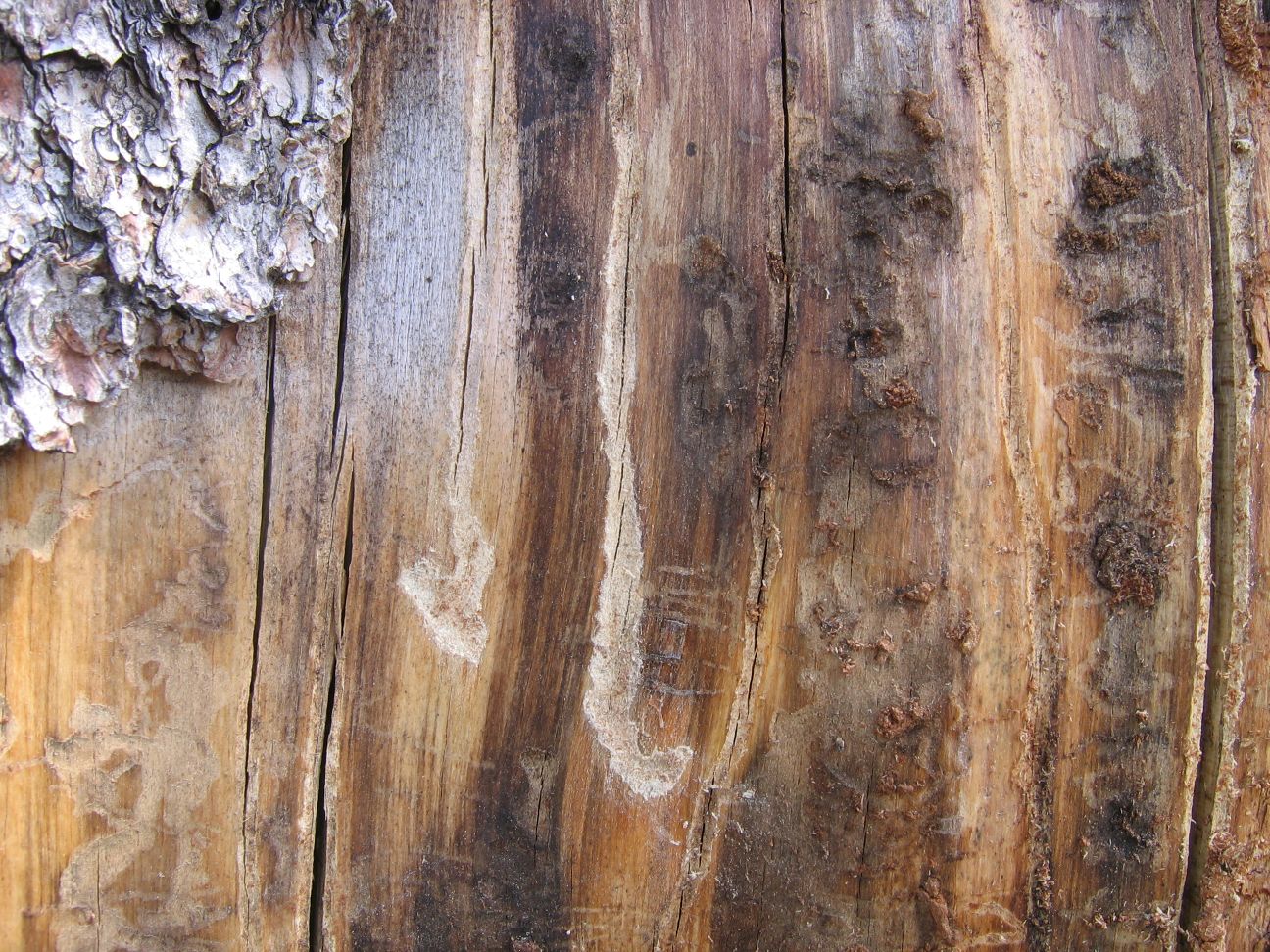 Whitebark Pine Deaths in the Greater Yellowstone Ecosystem: 2023 Monitoring Results