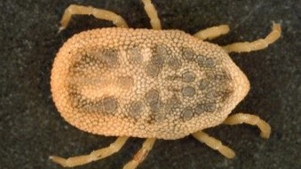 Soft Tick Relapsing Fever: Clinical Guidance on Diagnosis, Treatment and Reporting