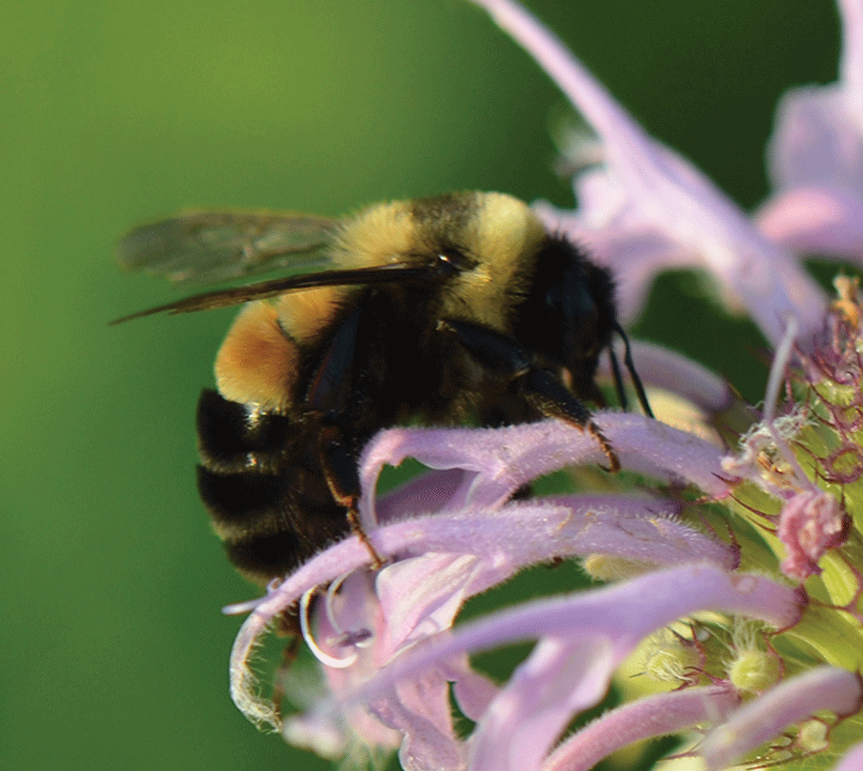 Bees Are Not Optional: USGS Research on Pollinators and a Changing Climate
