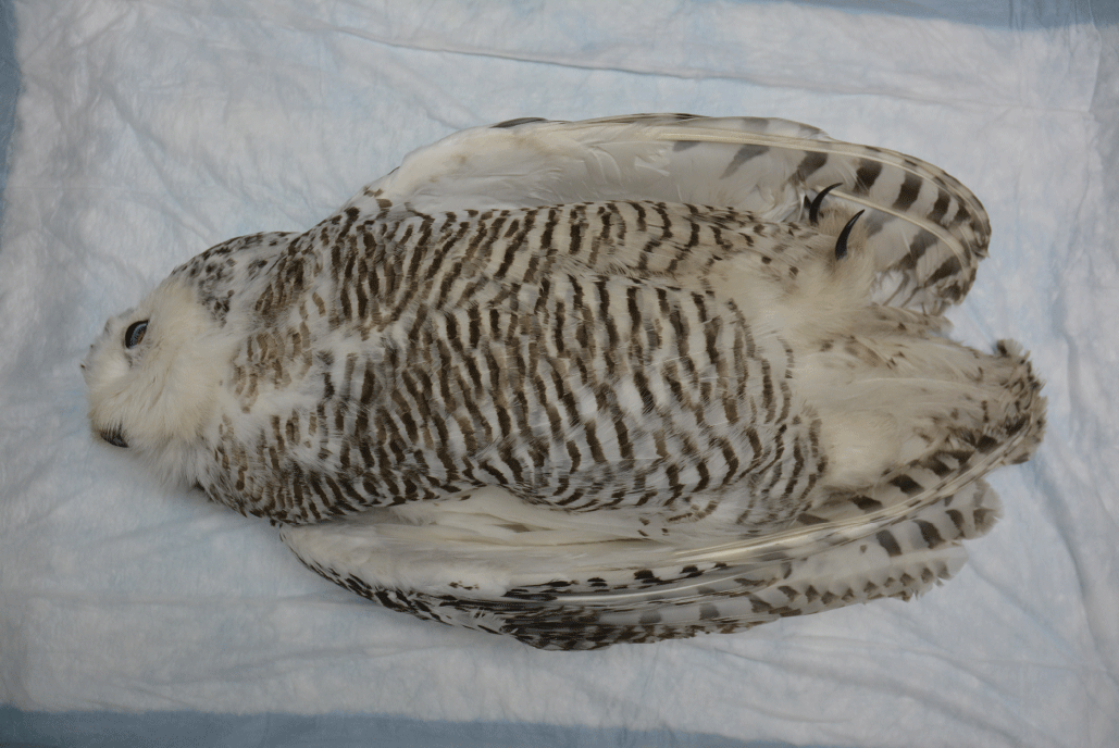 Sending a Wildlife Carcass for Diagnosis: How to Judge Its Condition Before You Ship It