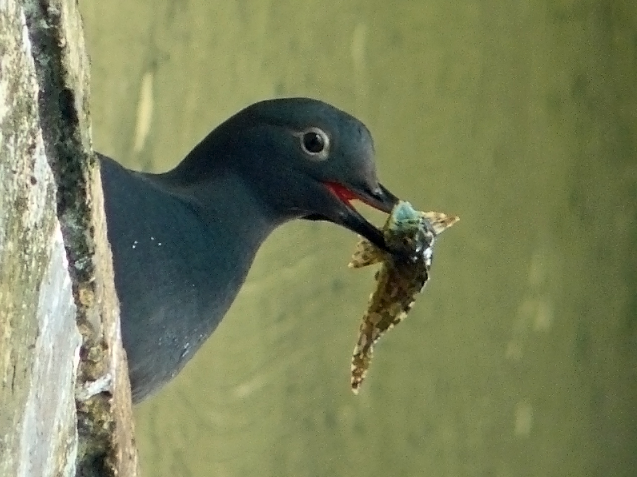 Alcatraz, a Safe Harbor for Seabirds When the Ocean Turns Unreliable